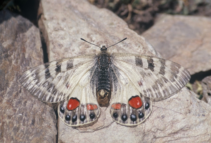 Parnassius (Kailasius) charltonius deckerti VERITY, 1907, femelle. Pakistan, Shandur Pass, 4100 m, 2/3 août 1997. Photo : J.-F. Charmeux