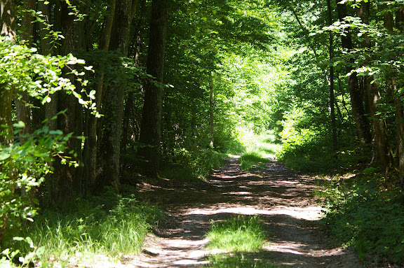 Forêt de Dreux : allée forestière aux Hautes-Lisières (Rouvres, 28), 3 juin 2010. Photo : J.-M. Gayman