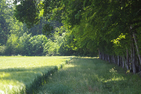 Céréaliculture et forêt. Hautes-Lisières (Rouvres, 28), 3 juin 2010. Photo : J.-M. Gayman