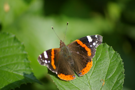 Vanessa atalanta LINNAEUS, 1758. Hautes-Lisières (Rouvres, 28), 2 juin 2010. Photo : J.M. Gayman