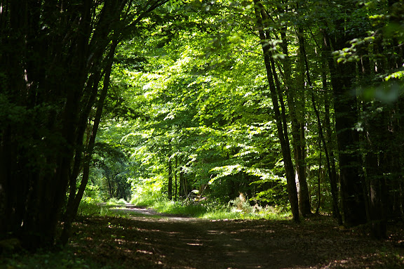 Dans la forêt, Hautes-Lisières (Rouvres, 28), 5 juin 2010. Photo : J.-M. Gayman