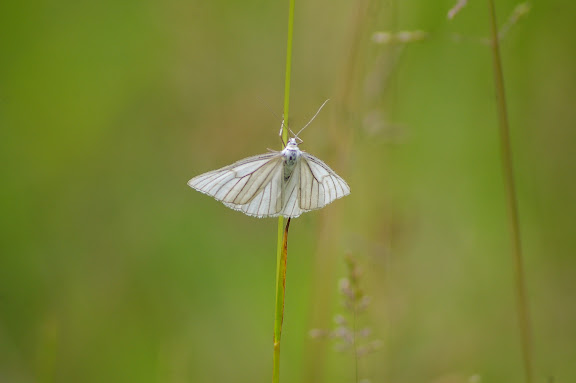 Geometridae : Ennominae : Siona lineata SCOPOLI, 1763. Hautes-Lisières (Rouvres, 28), 10 juin 2010. Photo : J.-M. Gayman