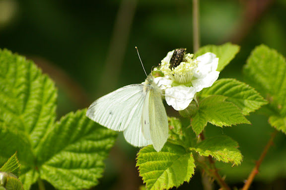Pieris rapae LINNAEUS, 1758, mâle, première génération. Hautes-Lisières (Rouvres, 28), 10 juin 2010. Photo : J.-M. Gayman