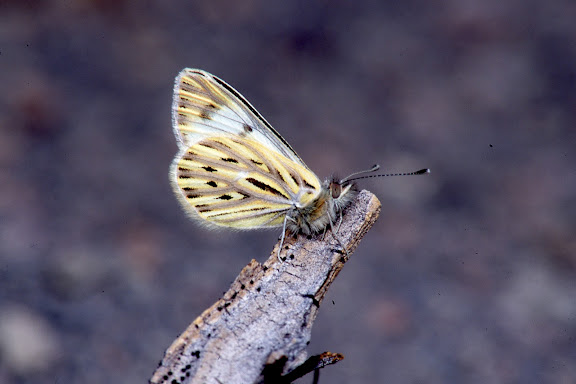 Pierinae : Phulia nymphula ssp. Vallée de Kosñipata (3300 m), nov. 2009. Photo : B. H. Purser
