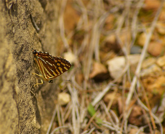 Dodona durga sinica MOORE, 1851, mâle (Riodinidae). Shibao Shan (2200 m) au-dessus de Shaxi (Yunnan), 8 août 2010. Photo : J.-M. Gayman