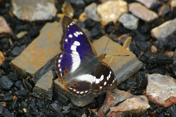 Apatura ilia yunnana MELL, 1952 (2100 m). Shaxi (Yunnan), 12 août 2010. Photo : J.-M. Gayman