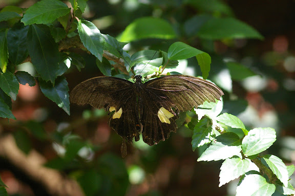 Papilio helenus LINNAEUS, 1758, femelle. Jinghong (Xichuangbanna, Yunnan), 29 août 2010. Photo : J.-M. Gayman