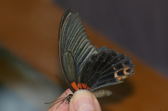 Papilio memnon agenor LINNAEUS, 1758, mâle. Jinghong (Xichuangbanna, Yunnan), 29 août 2010. Photo : J.-M. Gayman