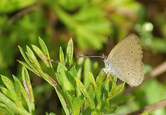 Maculinea sp. Lac Lashi (2500 m) à l'ouest de Lijiang, 16 août 2010. Photo : J.-M. Gayman