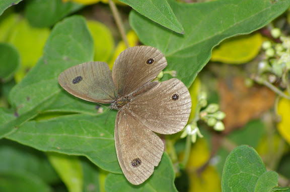 Ypthyma multistriata BUTLER, 1883 (?) (2500 m). Baisha (Nord de Lijiang, Yunnan), 19 août 2010. Photo : J.-M. Gayman