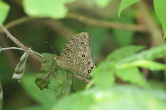 Melanitis leda leda LINNAEUS, 1758. Jinghong (600 m), Xichuangbanna (Yunnan), 25 août 2010. Photo : J.-M. Gayman