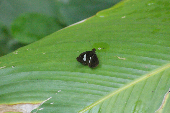 Celaenorrhinus asmara BUTLER, 1879 (?). Jinghong, Xichuangbanna (Yunnan), 25 août 2010. Photo : J.-M. Gayman