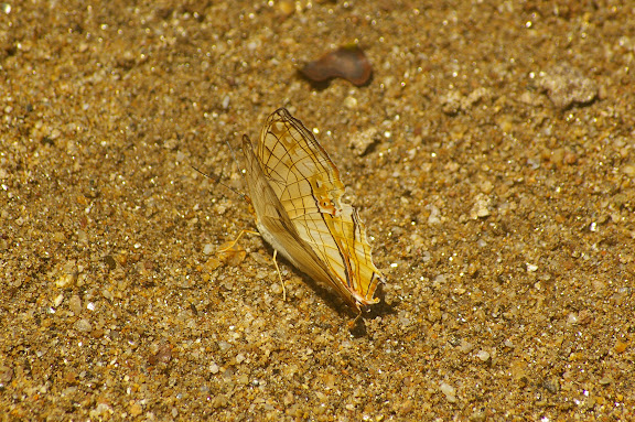 Cyrestis thyodamas chinensis MARTIN, 1903. Cascade de Mandian (900 m), Xichuangbanna (Yunnan), 25 août 2010. Photo : J.-M. Gayman