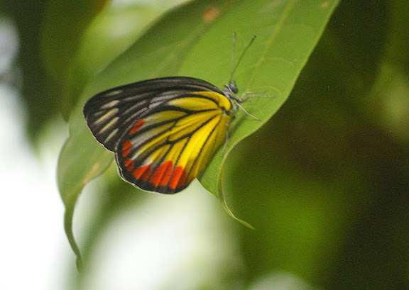 Delias hyparete indica WALLACE, 1867, femelle. Jinghong (600 m) (Xichuangbanna, Yunnan), 25 août 2010. Photo : J.-M. Gayman