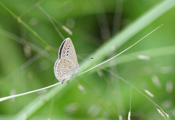 Lycène (2100 m). Shaxi (Yunnan), 12 août 2010. Photo : J.-M. Gayman