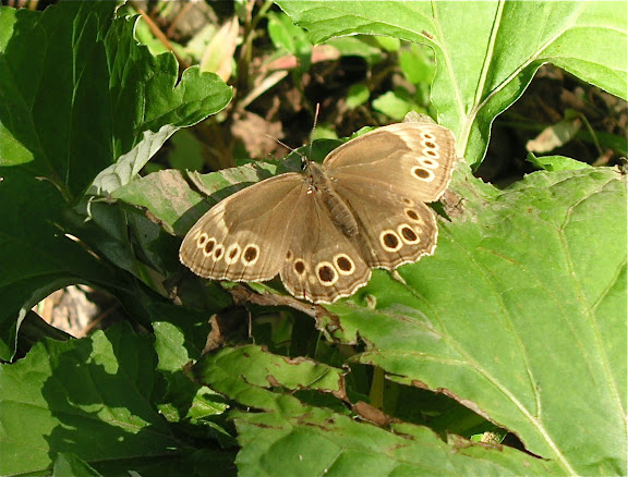Rhopalocères de l'Oussouri (Primorye) - Lopinga achine achinoides BUTLER, 1878. 6 km au sud d'Anisimovka, 19 juillet 2010. Photo : J. Michel