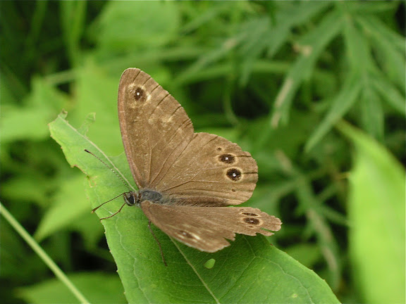 Rhopalocères de l'Oussouri (Primorye) - Lopinga (Crebeta) deidamia erebina BUTLER, 1883. 20 km de Dal'negorsk vers Kavalerovo, 24 juillet 2010. Photo : J. Michel