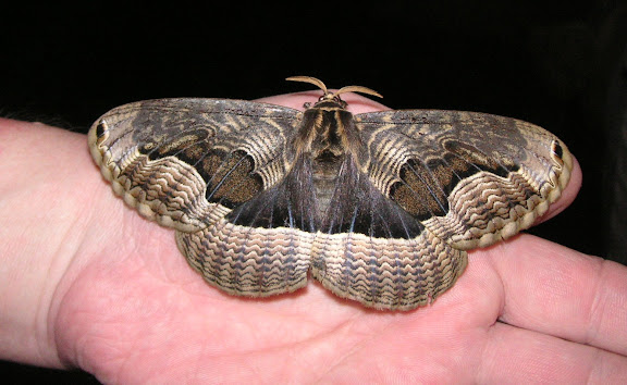 Rhopalocères de l'Oussouri (Primorye) - Bombycoidea : Brahmaeidae : Brahmaea certhia FABRICIUS, 1793. 6 km sud d'Anisimovka, 20 juillet 2010. Photo : J. Michel