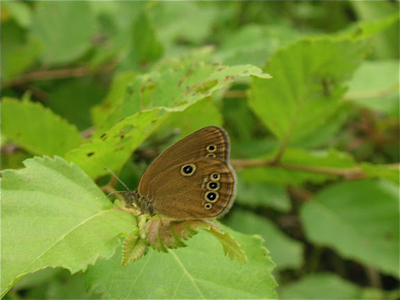 Rhopalocères de l'Oussouri (Primorye) - Coenonympha oedippus amurensis HEYNE, 1895, femelle. Extrémité sud de la péninsule de Gamova, 29 juillet 2010. Photo : J. Michel