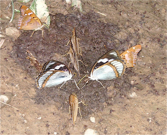 Rhopalocères de l'Oussouri (Primorye) - Mimathyma (Chitoria) schrenckii MÉNÉTRIÈS, 1859 et Apatura ilia praeclara. 6 km au sud d'Anisimovka, 19 juillet 2010. Photo : J. Michel