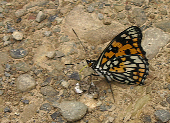Rhopalocères de l'Oussouri (Primorye) - Sephisa princeps FIXSEN, 1887. 6 km au sud d'Anisimovka, 20 juillet 2010. Photo : J. Michel
