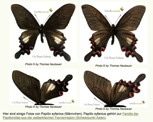 Photos de lépidoptères du Yunnan - Papilio syfianus OBERTHÜR, 1886. Photo : http://www.butterflycorner.net/Asiens-Papilionidae.188.0.html