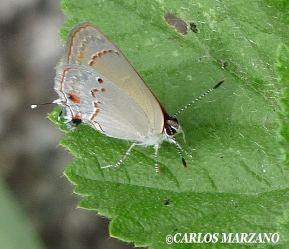 Strymon rufofusca HEWITSON, 1877. Merlo, Prov. de San Luis, Argentina, Febrero 2010. Photo : Carlos Marzano