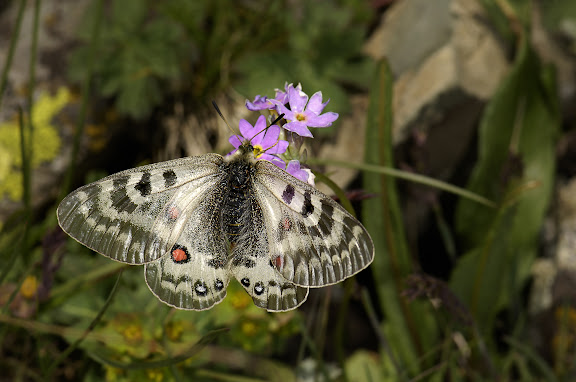 Papillons de Kirghizie - Parnassius delphius namangamus ELWES, 1886, Alabel Pass, 3300 m (Kyrgyzistan), 28 juin 2006. Photo : B. Lalanne-Cassou