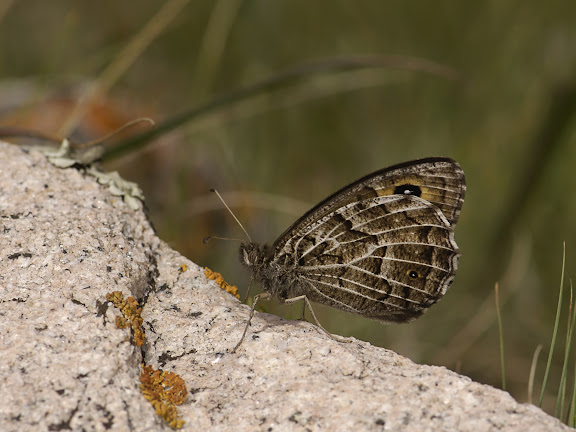 Hipparchia autonoe ESPER, [1783] (1900 m). Kekemeren, 30 juin 2006. Photo : B. Lalanne-Cassou