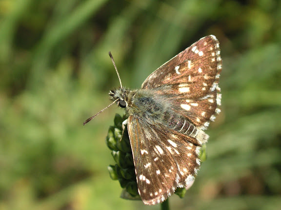 Papillons de Kirghizie - Muschampia kuenlunus GRUM-GRSHIMAILO, 1893 (1900 m). Kekemeren, 30 juin 2006. Photo : J. Michel
