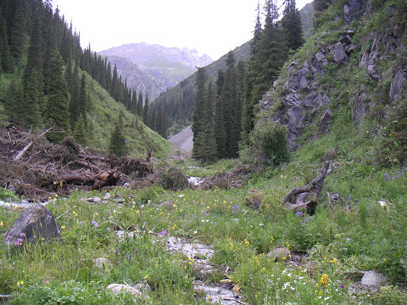 Papillons de Kirghizie - Vallon en amont du camp, vallée de Kyzyl-Ak-Suu (Semienovka), au nord du lac Issyk-Kul (Kirghizstan), 4 juillet 2006. Photo : F. Michel