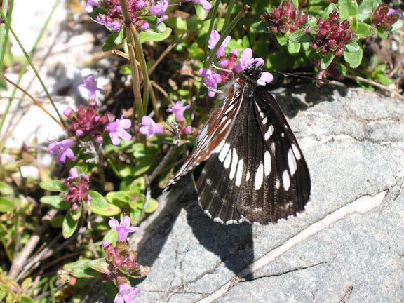 Papillons de Kirghizie - Neptis rivularis rivularis SCOPOLI, 1763. Kyzyl Aksuu (2700 m), Kungej Alatau, Kyrgyzistan (5 juillet 2006). Photo : J. Michel