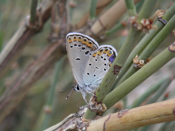 Papillons de Kirghizie - Plebeius argyrognomon BERGSTRÄSSER, 1779 posé dans des Ephedra, rive sud du lac Issyk-Kul à l'est de Kadzi-Say, Kirghizstan, 13 juillet 2006. Photo : F. Michel