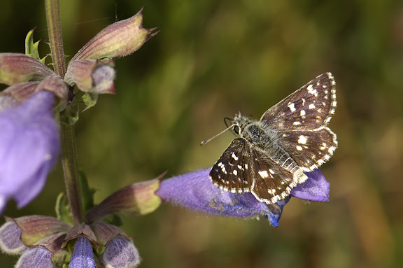 Papillons de Kirghizie - Spialia orbifer lugens STAUDINGER, 1886. Kadzi-Say, Kyrgyzistan, 14 juillet 2006. Photo : B. Lalanne-Cassou