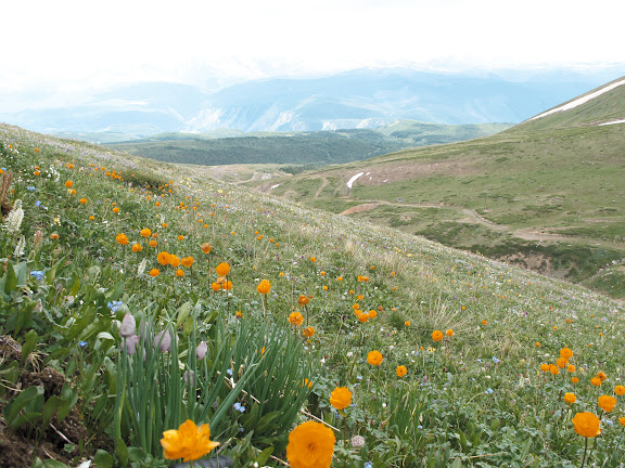 Prairies alpines (2500 m) au-dessus d'Aktash. 9 juillet 2010. Photo : J. Marquet