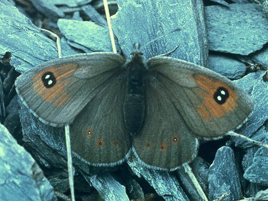 Erebia callias altajana STAUDINGER, 1901, femelle. Versant oriental des Monts Katunskij, Altaï. 15 juillet 1998. Photo : O. Kosterin