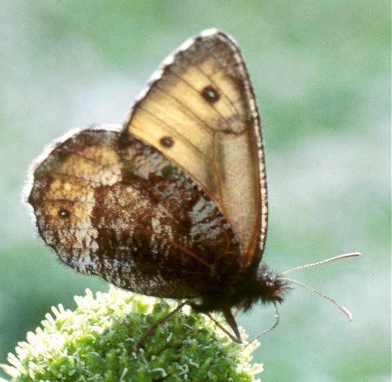 Oeneis norna THUNBERG, 1791. Versant sud (2600 m) des Monts Yuzhno-Chuiskij, haute vallée de la Dzhazator, Kosh-Agach, 9 juillet 1998. Photo : O. Kosterin