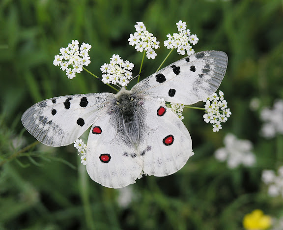 Parnassius apollo alpherakyi KRULIKOWSKY, 1906, mâle. Piémont nord des Monts Katunskij, district d'Ust'-Koksa, Altaï, 6 juillet 2007. Photo : O. Kosterin