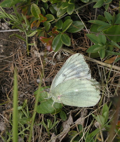 Colias tyche tyche BOEBER, 1812. Versant nord des Monts Katunskij, district d'Ust'-Koksa. 3 juillet 2007. Photo : O. Kosterin