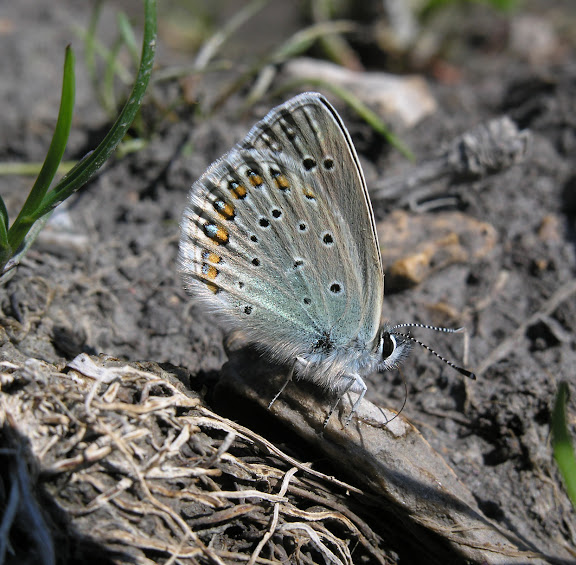 Plebejus lucifera STAUDINGER, 1867. 8 km SE du village de Kyrlyk, Altaï occidental, 6 juillet 2005. Photo : O. Kosterin