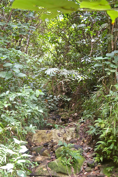 Dans la forêt près de Port Barton : biotope de Trogonoptera trojana. Palawan, 14 août 2005. Photo : J.-M. Gayman