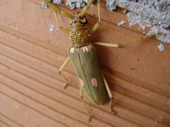 Lépidoptères de Pitangui au Minas Gerais - Cerambycidae : Eburini : Susucanga octoguttata. Pitangui (MG, Brésil), 31 octobre 2009. Photo : Nicodemos Rosa