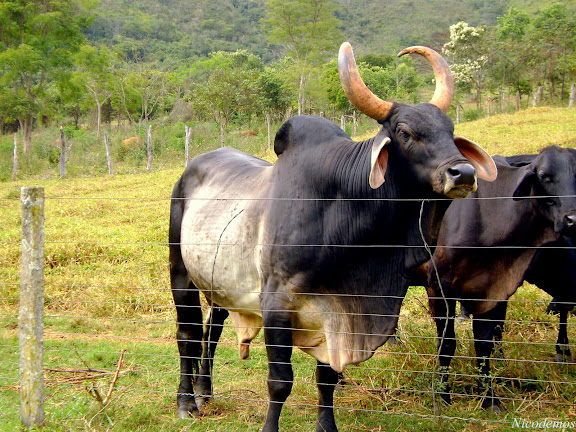 Zébu (Bos indicus) reproducteur. Ces animaux, nommés au Brésil Guzerá ou Kankrej, sont originaires du Gujerat (Inde). Leur résistance aux conditions tropicales est bien connue. Pitangui (MG, Brésil), 3 juin 2010. Photo : Nicodemos Rosa