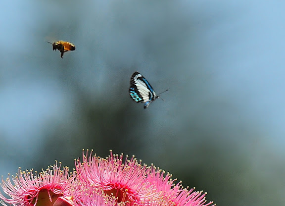Un (petit) aperçu de la faune australienne - Psychonotis caelius C. & R. FELDER, 1860, femelle. Wyrrabalong Nat. Park (New South Wales, Australie), 28 janvier 2011. Photo : Barbara Kedzierski