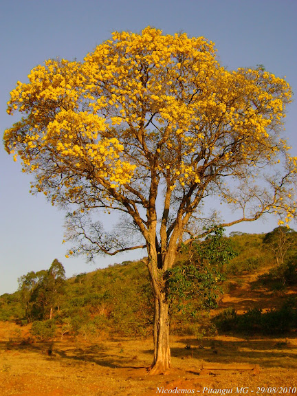 Grand Ipê jaune en fleur. Pitangui (MG, Brésil), 29 août 2010. Photo : Nicodemos Rosa