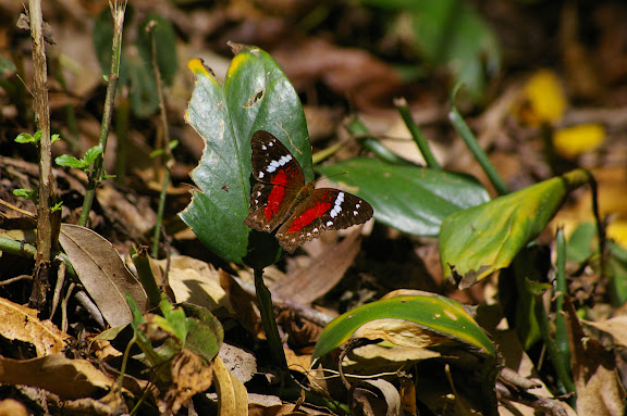 Anartia amathea LINNAEUS, 1758. Ilha Grande, 18 février 2011. Photo : J.-M. Gayman