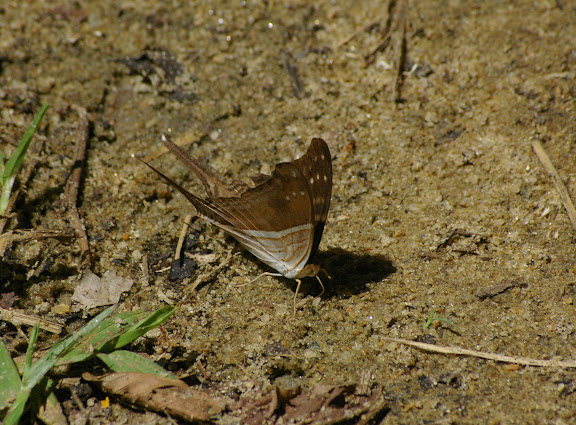 Marpesia chiron FABRICIUS, 1775. Partie orientale d'Ilha Grande (RJ), 18 février 2011. Photo : J.-M. Gayman