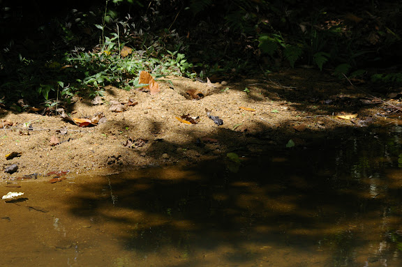 Au bord du marais : Marpesia chiron mud-puddlant. Partie orientale d'Ilha Grande (RJ), 18 février 2011. Photo : J.-M. Gayman