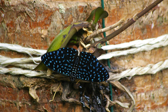 Hamadryas velutina BATES, 1865, mâle. Abrâo (Ilha Grande, RJ), 19 février 2011. Photo : J.-M. Gayman