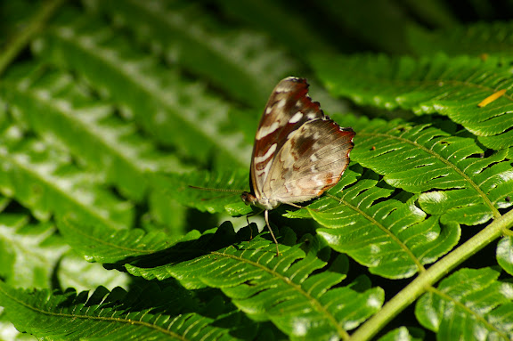 Myscelia orsis DRURY, 1782, femelle. Caçandoca (Ubatuba, SP), 21 février 2011. Photo : J.-M. Gayman